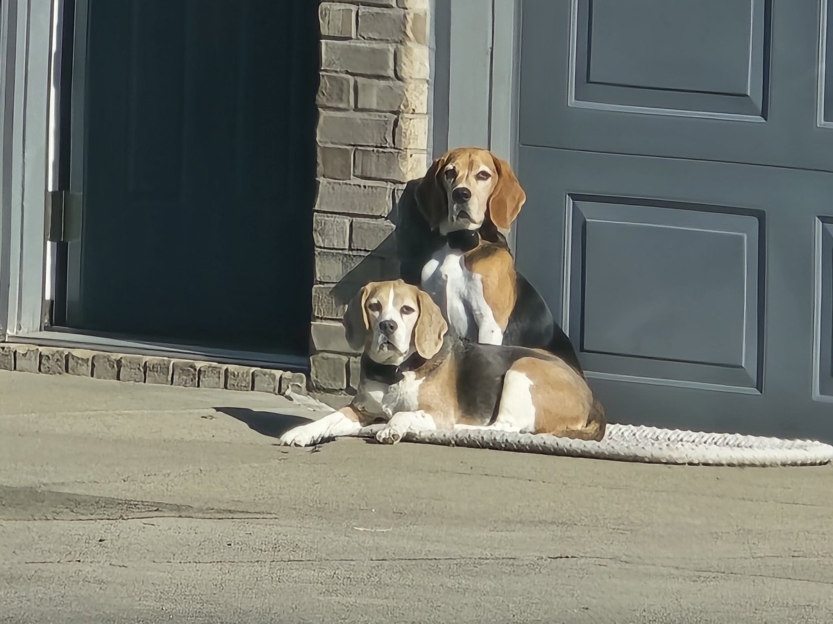Dwayne442's tweet photo. @beagle_addict Bodhi &amp; Luna https://t.co/YbrdW3uJoc