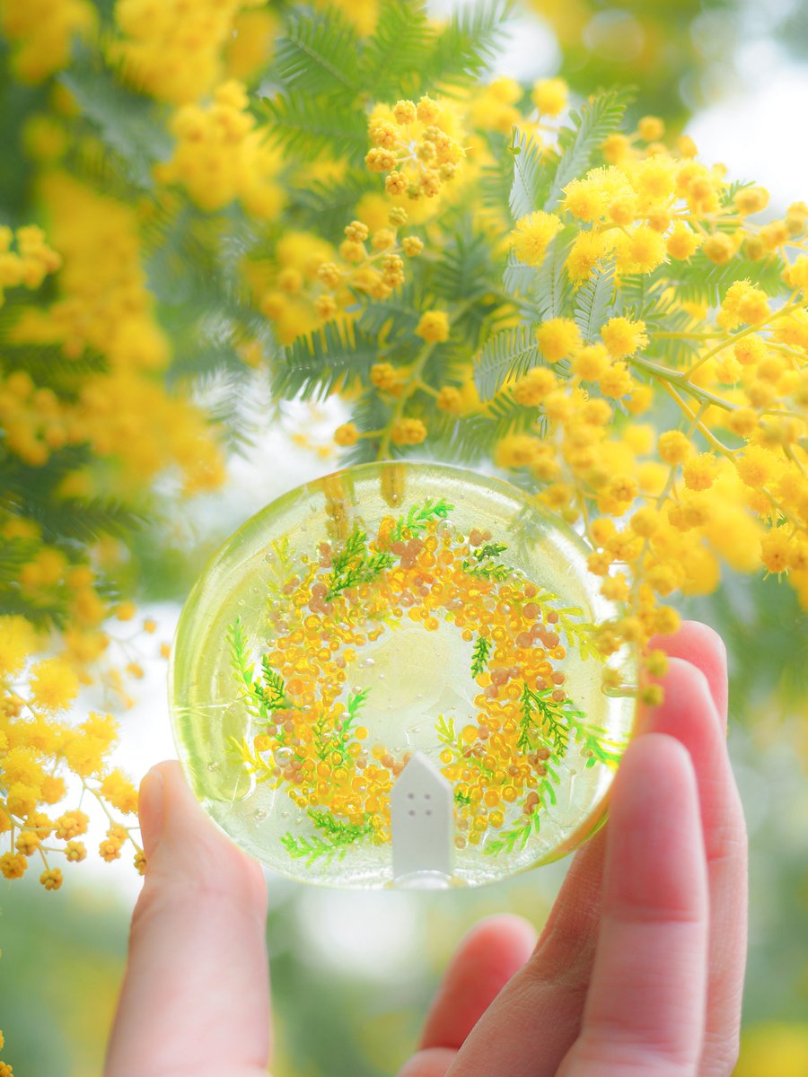 「ミモザの日」
一日遅れて投稿します笑💛