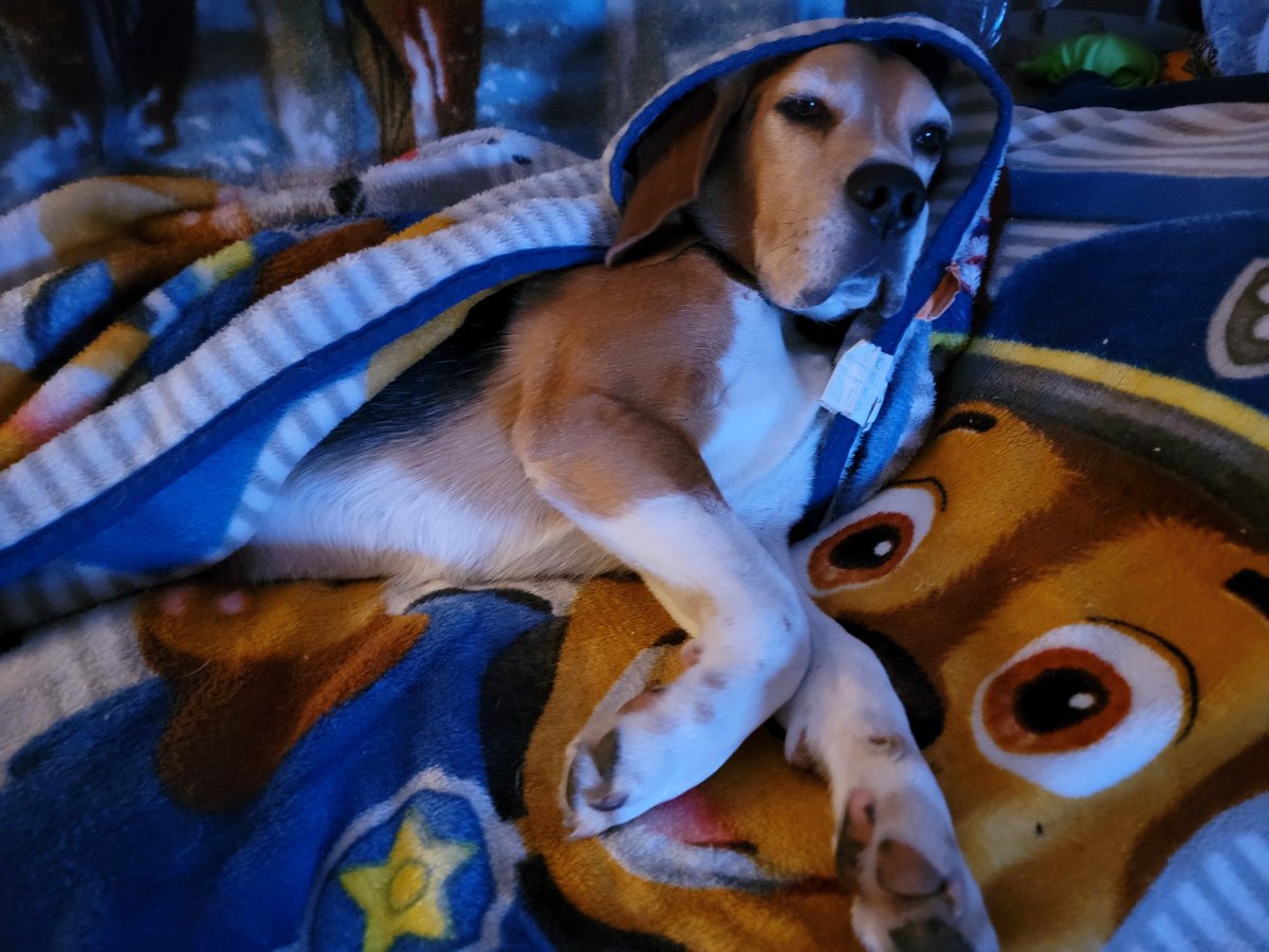 Dwayne442's tweet photo. @beagle_addict Bodhi https://t.co/nfSfgXKN7n