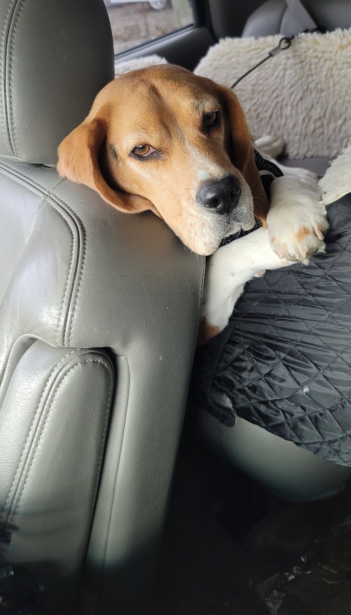 Dwayne442's tweet photo. @beagle_addict Bodhi https://t.co/nfSfgXKN7n