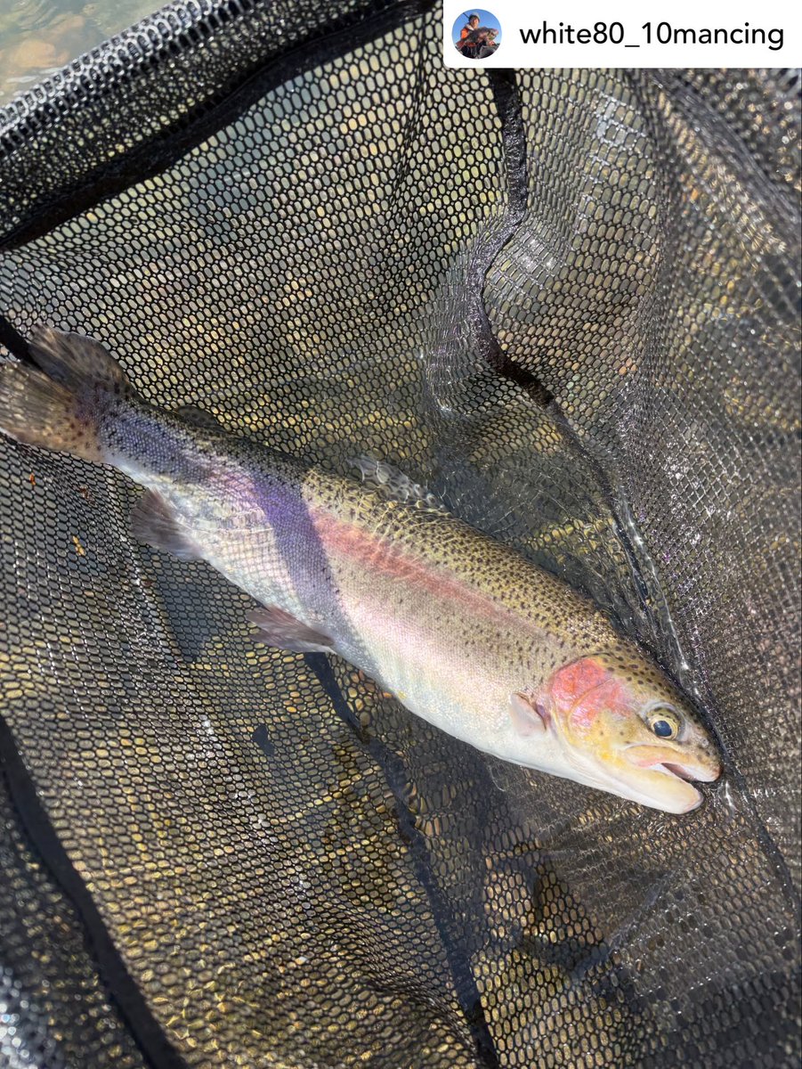 hakone_hayakawa's tweet image. #repost_instagram • white80_10mancing
・・・
今日も早川❗️👍🐟
マグロで食わないのでイクラにしたらバシバシ❗️🎣
楽しかったです👍

#ニジマス
#rainbowtroutfishing 
#箱根早川でcr
・
・
・
instagram.com/p/DVpfh-dka7L/