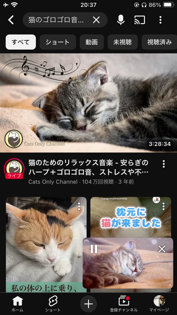schecter_er34's tweet photo. 雨の音の後継が決まった https://t.co/TYXMvGHGIa