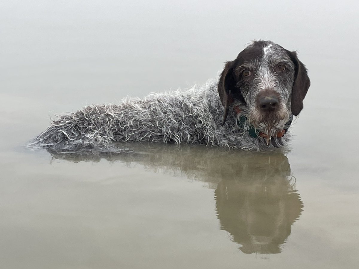 Boo #SaltySeaDog tweet media