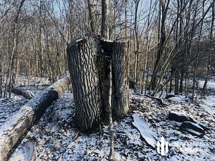 На Волині майстра лісу судитимуть через незаконну вирубку дерев на понад ₴5 млн -  cripo.com.ua/news/crime/na-…