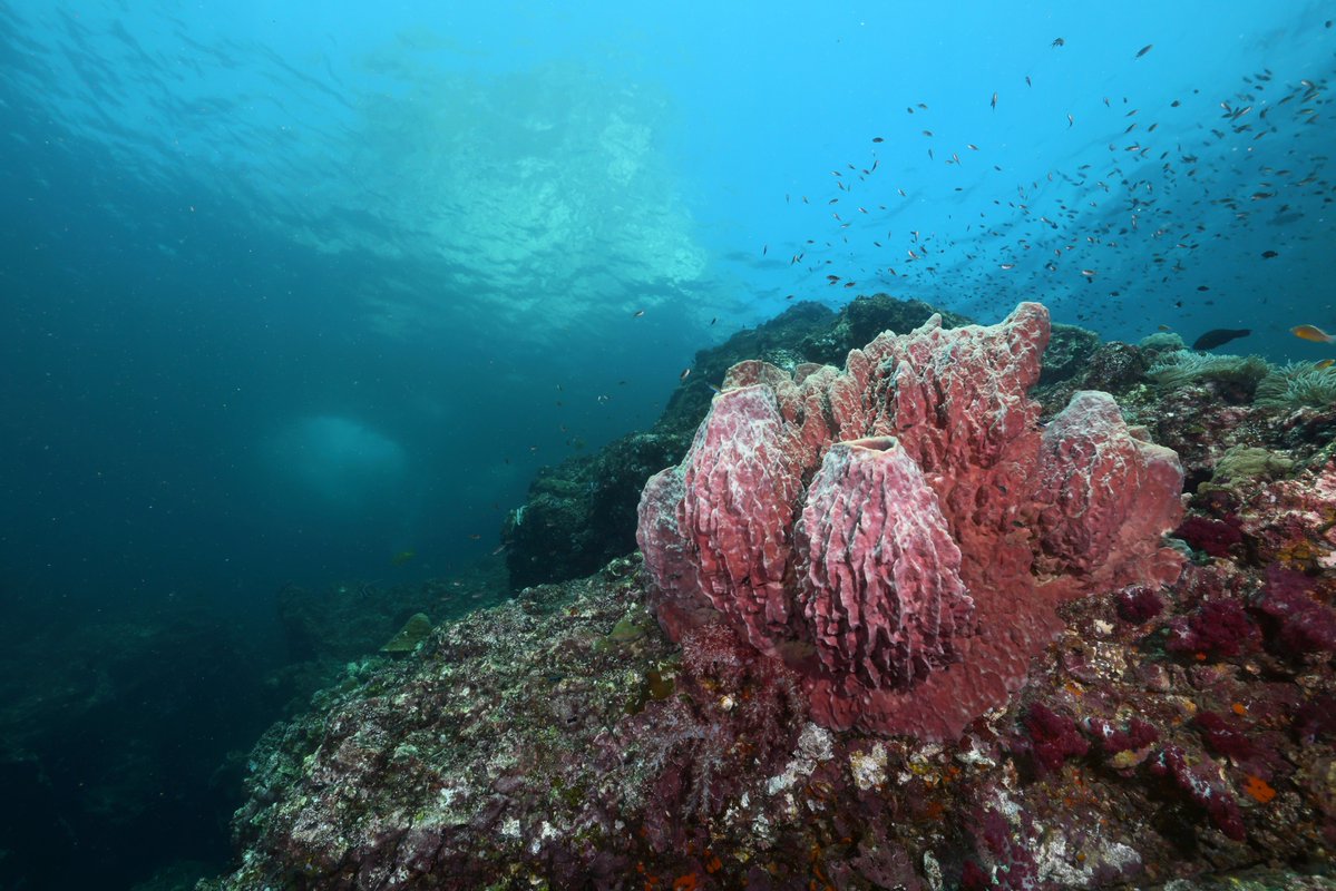 Thaïlande officiel tweet media