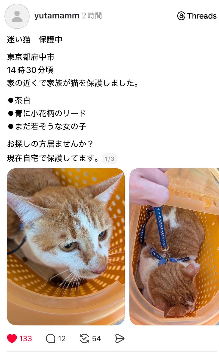 chat04416935680's tweet photo. 迷い猫　府中市 https://t.co/PHCwqHCNoV