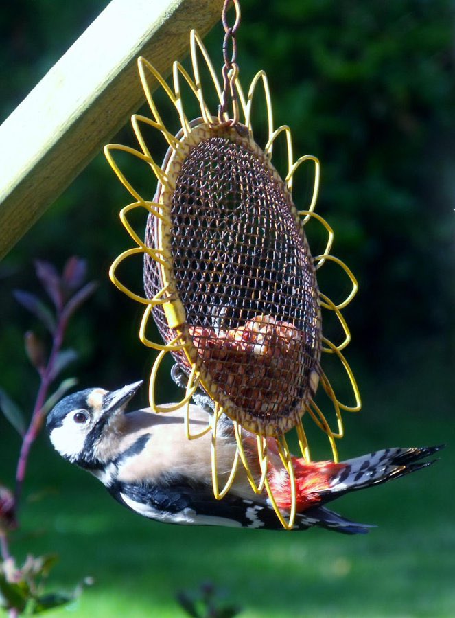 AilishSinclair's tweet image. Woodpecker Folklore from Scotland 

Read the post: ailishsinclair.com/2026/03/woodpe…

“That rapid, hollow tapping echoes through the trees. It’s lovely, and the echoey quality makes it feel somewhat mystical…”

#MondayBlogs #nature