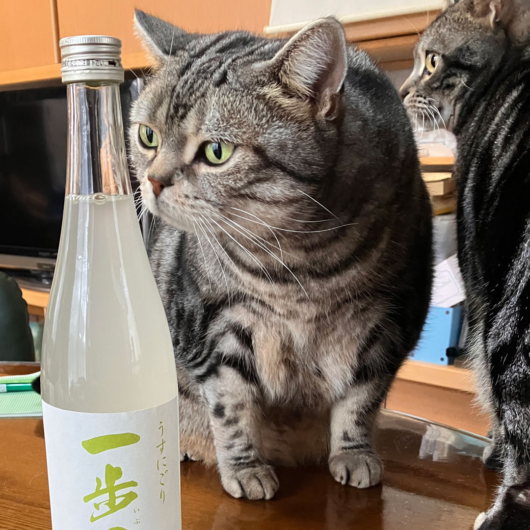 Mujina__'s tweet photo. ご執心すぎる #猫 #cat #レオ #一歩己 https://t.co/OhfrQiKpg5