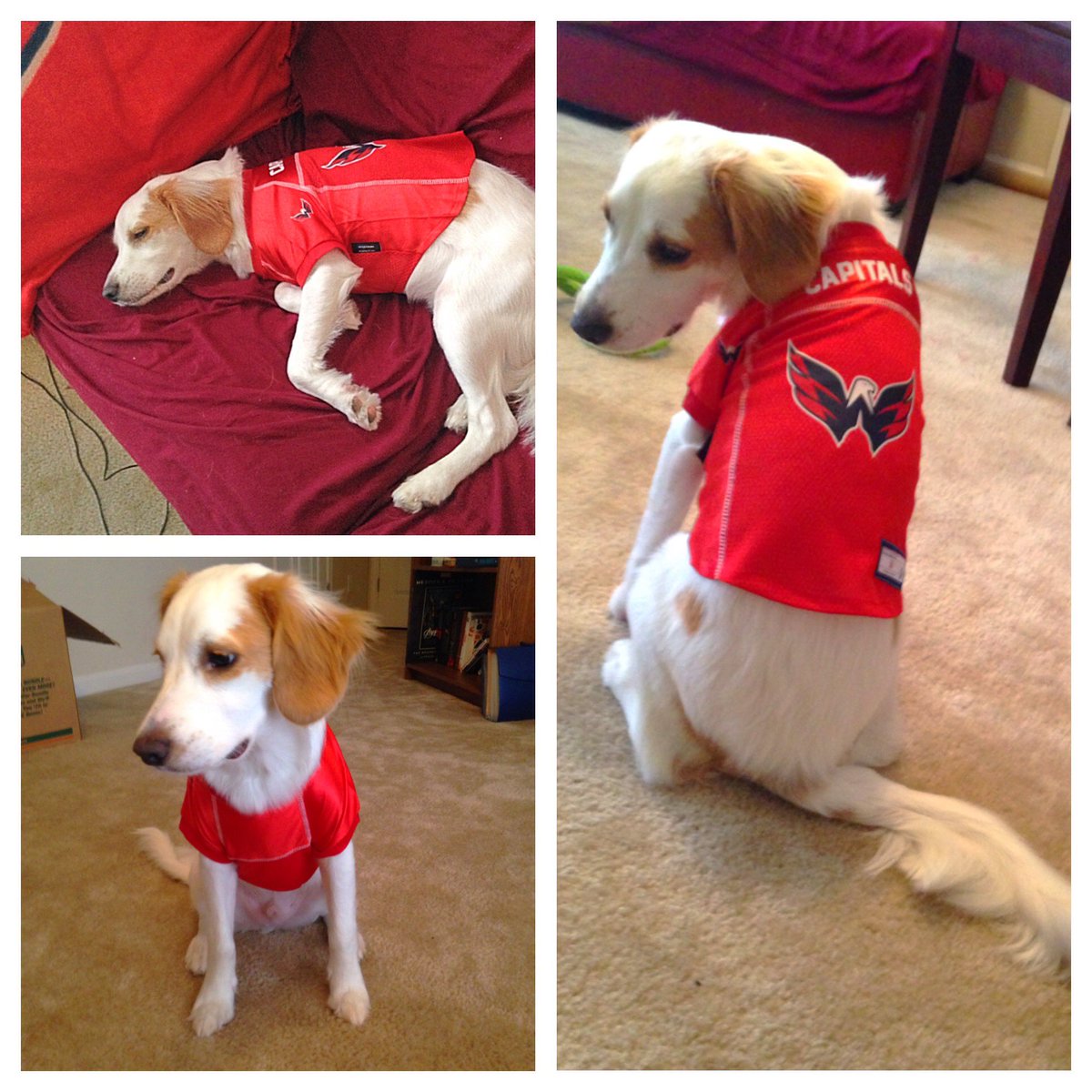 MARGE 🏒 tweet media