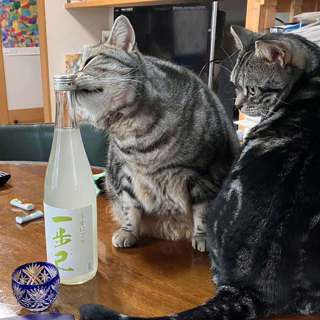 Mujina__'s tweet photo. ご執心すぎる #猫 #cat #レオ #一歩己 https://t.co/OhfrQiKpg5