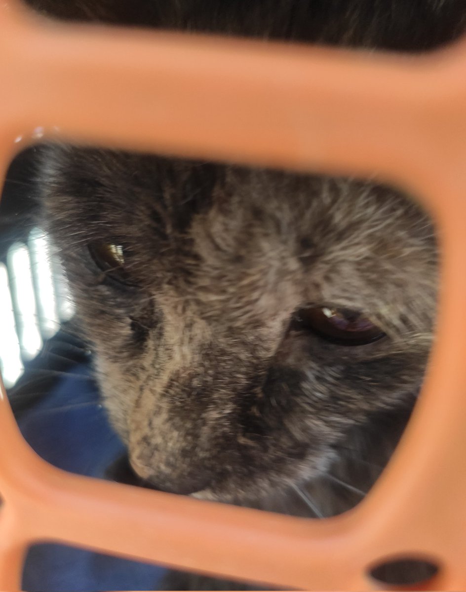 🫟пані киця gone tired🫟 tweet media