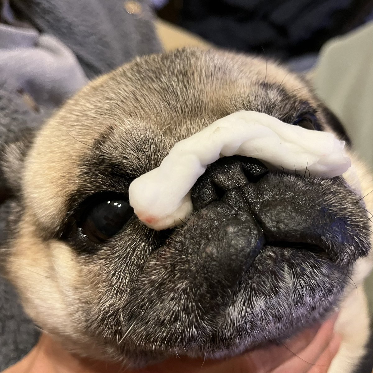 marukoccino's tweet image. 3日ぶりの登場なので鼻パックなう✨🐶
#パグ #pug
