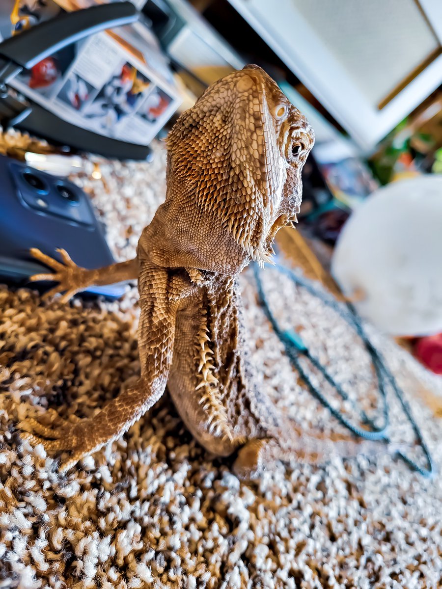 HomeForBeardies's tweet photo. Put down the phone! 

#beardeddragon #reptile #rescue #sanctuary #tulsaok https://t.co/tiH2u5IuXy