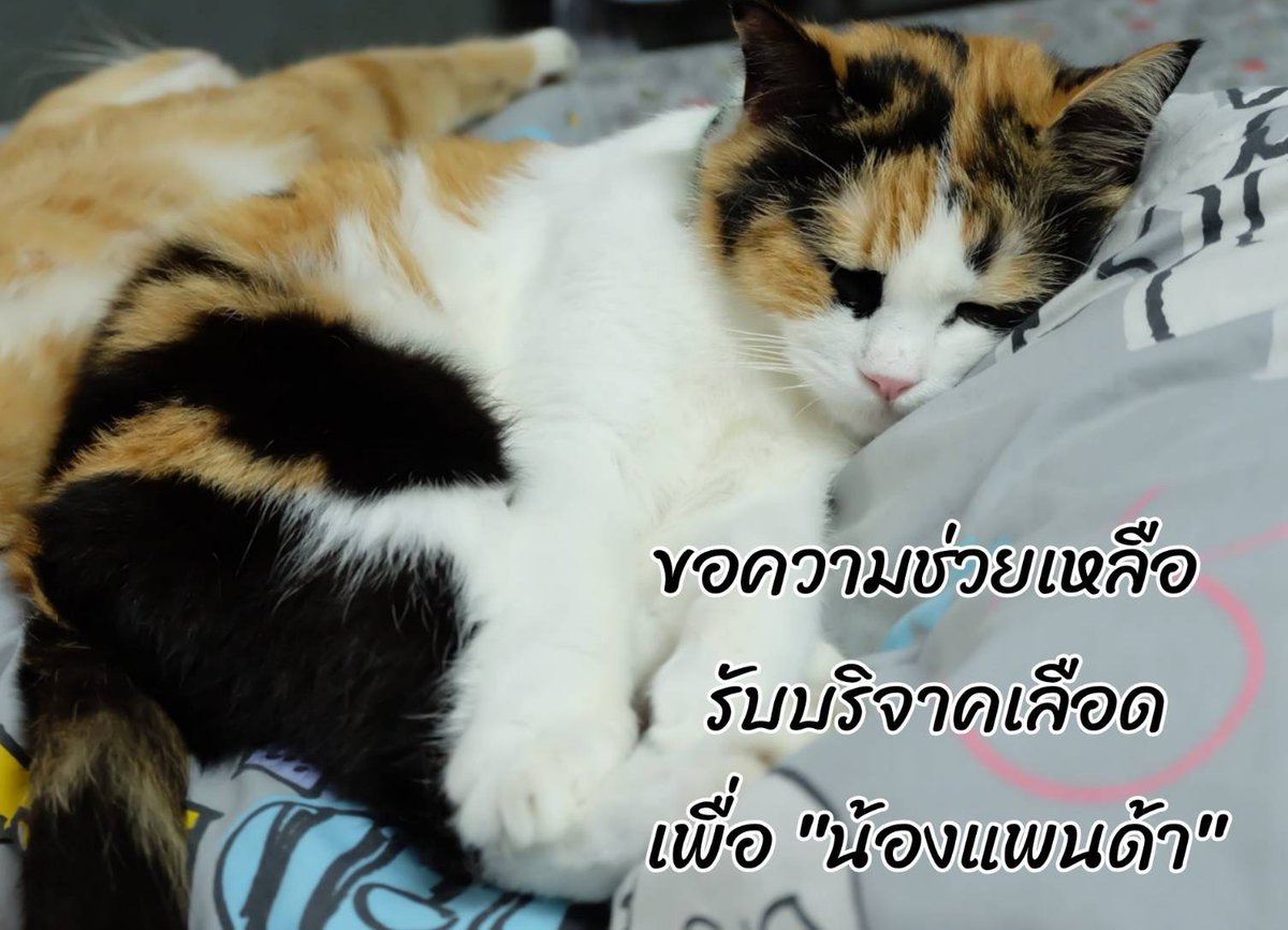 CatsterClub's tweet photo. 🩸ขอรับบริจาคเลือดน้องแมวด่วนค่ะ🩸(ฝากประกาศ)
น้องแมวของเรา ชื่อ “แพนด้า” ตอนนี้กำลังรักษาตัวอยู่ที่ ICU ค่าไตสูงและมีอาการตับอ่อนอักเสบร่วมด้วย เกร็ดเลือดต่ำ จึงจำเป็นต้องใช้เลือดอย่างเร่งด่วน
หากบ้านไหนมีน้องแมวที่สุขภาพแข็งแรง และสะดวกช่วยบริจาคเลือด รบกวนติดต่อมาได้เลยนะคะ

คุณสมบัติน้องแมวผู้บริจาคโดยประมาณ
• น้ำหนัก 4 กก.ขึ้นไป
• อายุ 1–7 ปี
• สุขภาพแข็งแรง รับวัคซีนประจำปี
• ไม่เคยได้รับเลือดมาก่อน
• งดอาหารและน้ำ 8-12 ชั่วโมง
สถานที่: โรงพยาบาลสัตว์เกษตร บางเขน
 ติดต่อ: 084-3304546 นฤมล เจ้าของน้องแพนด้า line ID : film36exp
หรือ 02-7971900 ต่อ 2329 รพ.สัตว์เกษตร

หนึ่งชีวิตเล็กๆกำลังรอความช่วยเหลืออยู่ค่ะ ช่วยกันรีกระจายข่าวได้นะคะ