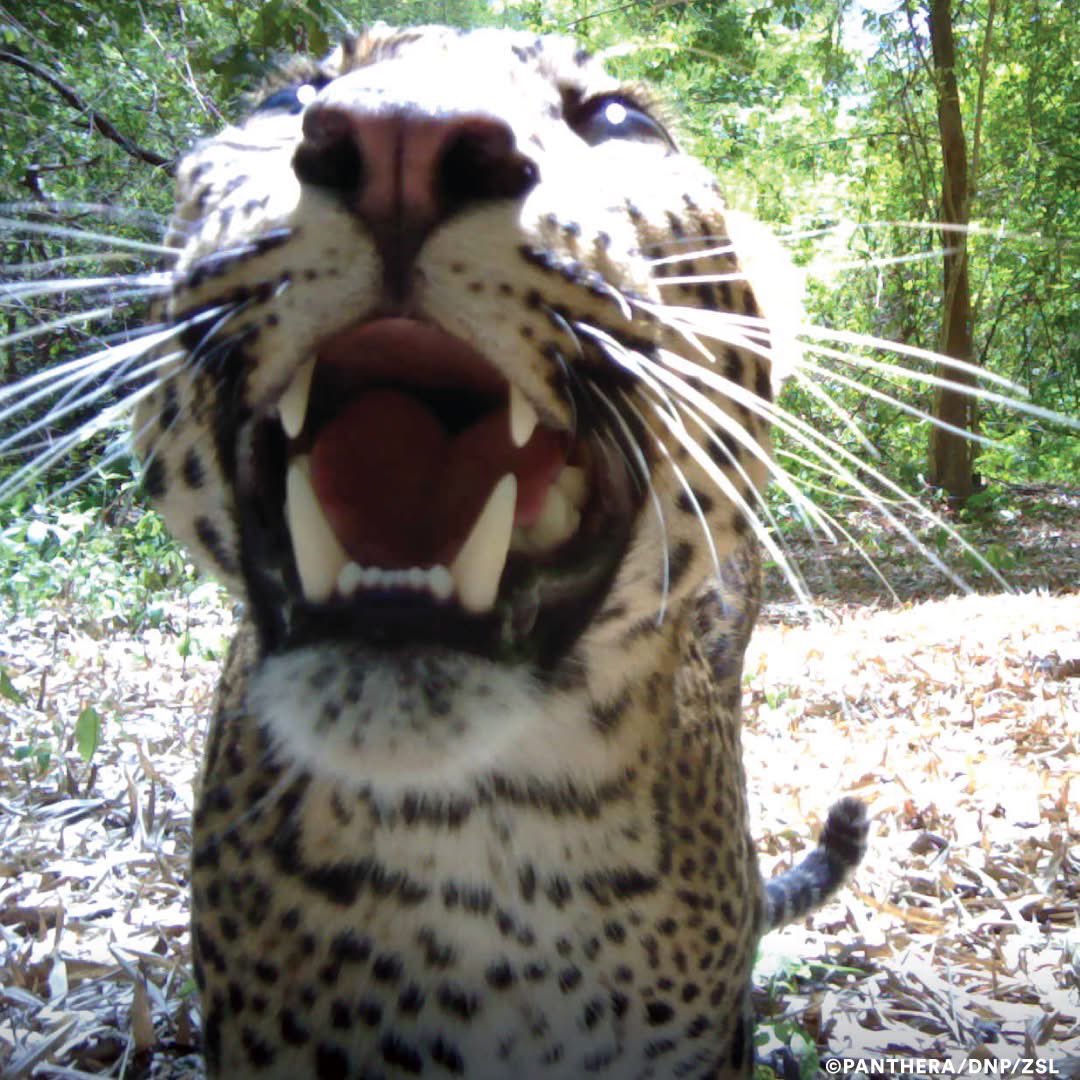 trailcam tweet media