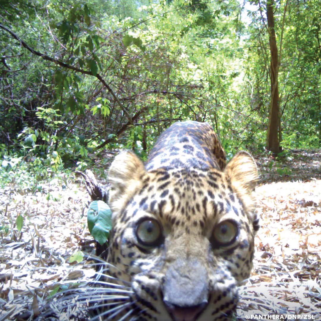 trailcam tweet media