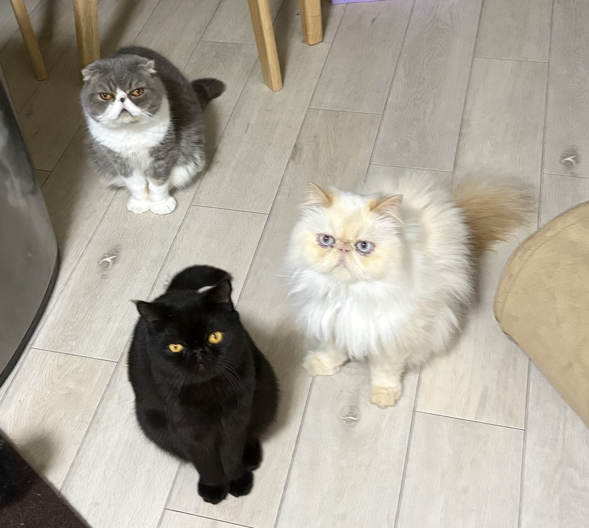 mint___sugar's tweet photo. トイレ行って戻って来たら、さっきまでみんな寝てたのに集結してた😂

#猫のいる暮らし
#フォールデックス
#エキゾチックショートヘア https://t.co/jjKAJaZCiH