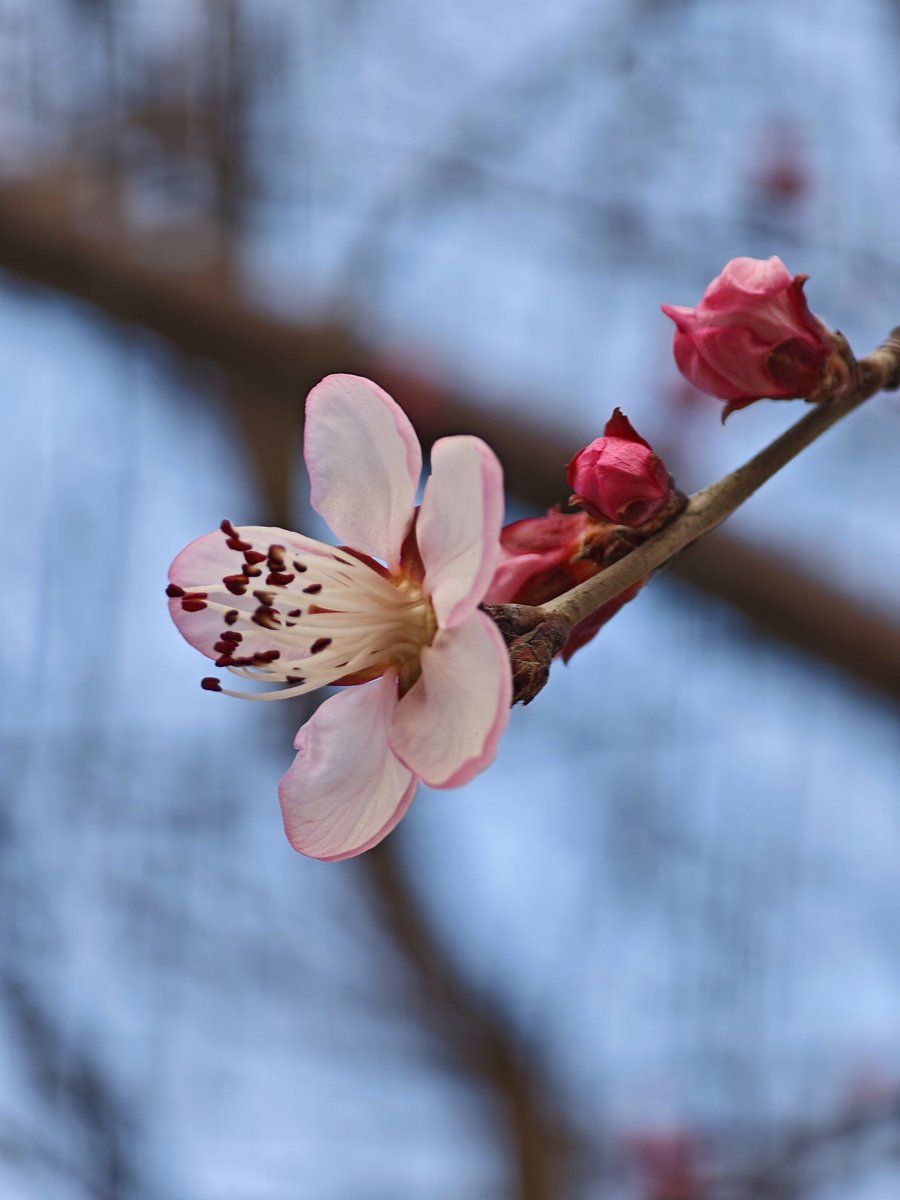 陌-峰【臭脚包皮1】 tweet media