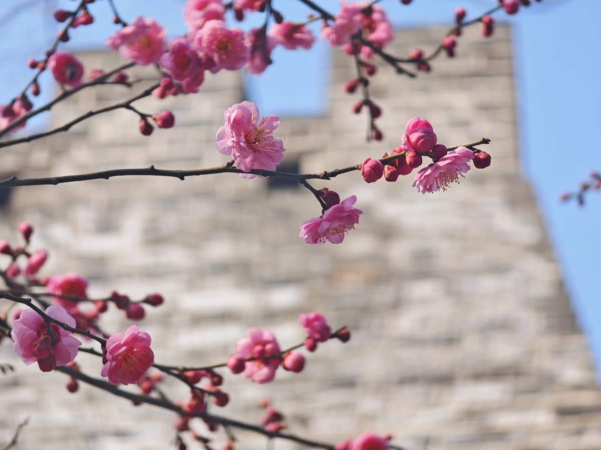 陌-峰【臭脚包皮1】 tweet media