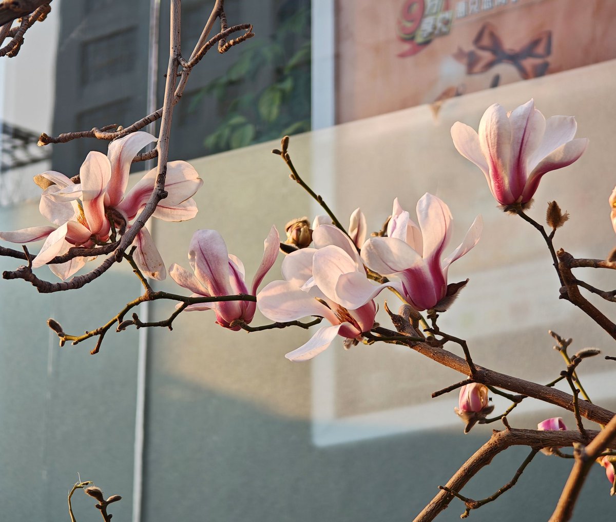 陌-峰【臭脚包皮1】 tweet media