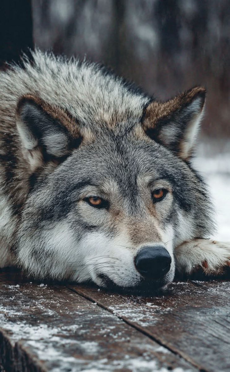 Wolf Empiree tweet media