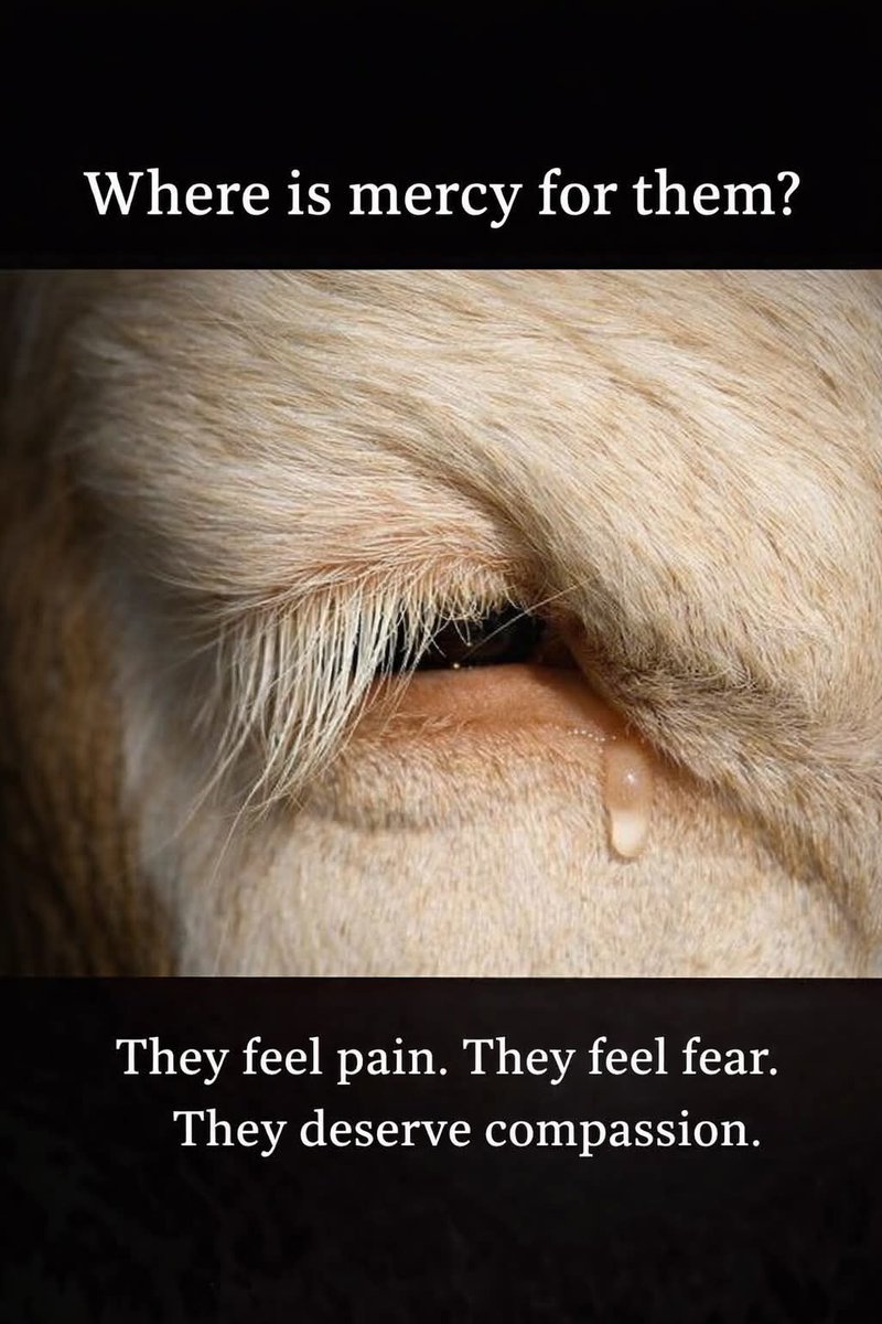 Dervilla(v) tweet media