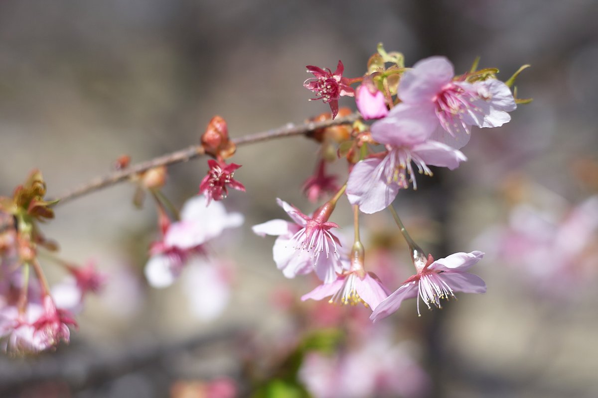 nyachimog's tweet photo. カワヅザクラは終わりかけ…
#写真好きな人と繋がりたい #ファインダー越しの私の世界 #キリトリセカイ #スナップ #お写ん歩 #snap #snapphoto #キヤノン #canon #eos1d #eos1d初代 #ef50mmf18stm #昭和記念公園 #カワヅザクラ #河津桜 #桜 https://t.co/UWHqZQciSm