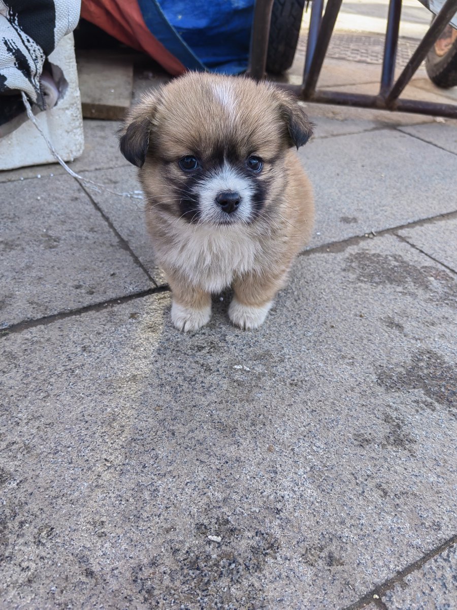 19recinos's tweet photo. "Watching my pup go from tiny, wobbly puppy to a confident, tail-wagging companion  Every messy paw print, stolen sock, and sunny snuggle is a chapter I’d never skip. Love you, my forever growing sidekick! #PetGrowth #DogLove #PuppyToPal" https://t.co/sehYhI4Ahq