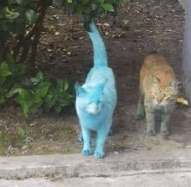 The Cats 𝕏 tweet media