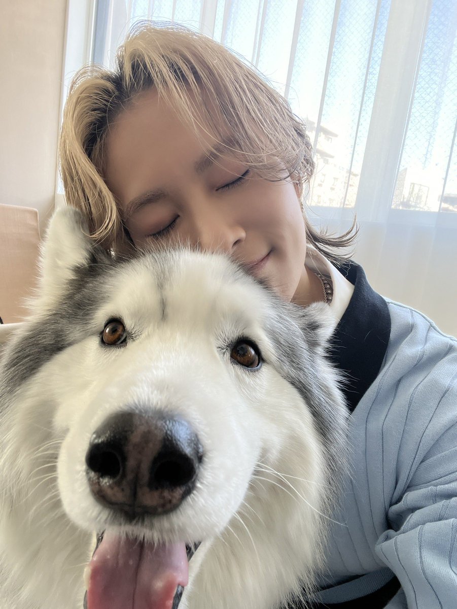 シベリアン・ハスキーのアポロくんと
月刊わんこの撮影したよ🐺✨

3/15(日)発売「月刊わんこ vol.28」に
アポロくんとの写真載ってるから見てね〜☺️
可愛すぎる😭✨

HIROTO

#月刊わんこ <a href="/gekkan_wanko/">月刊わんこ編集部</a> 
#WOLFHOWLHARMONY #WHH #HIROTO