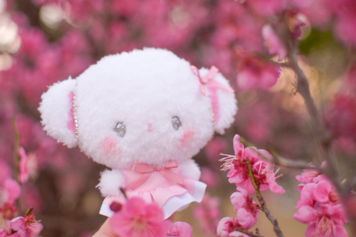 梅のおはな、きれいだったみゅん。。🩷

#こぎみゅん 
#ぬい撮り