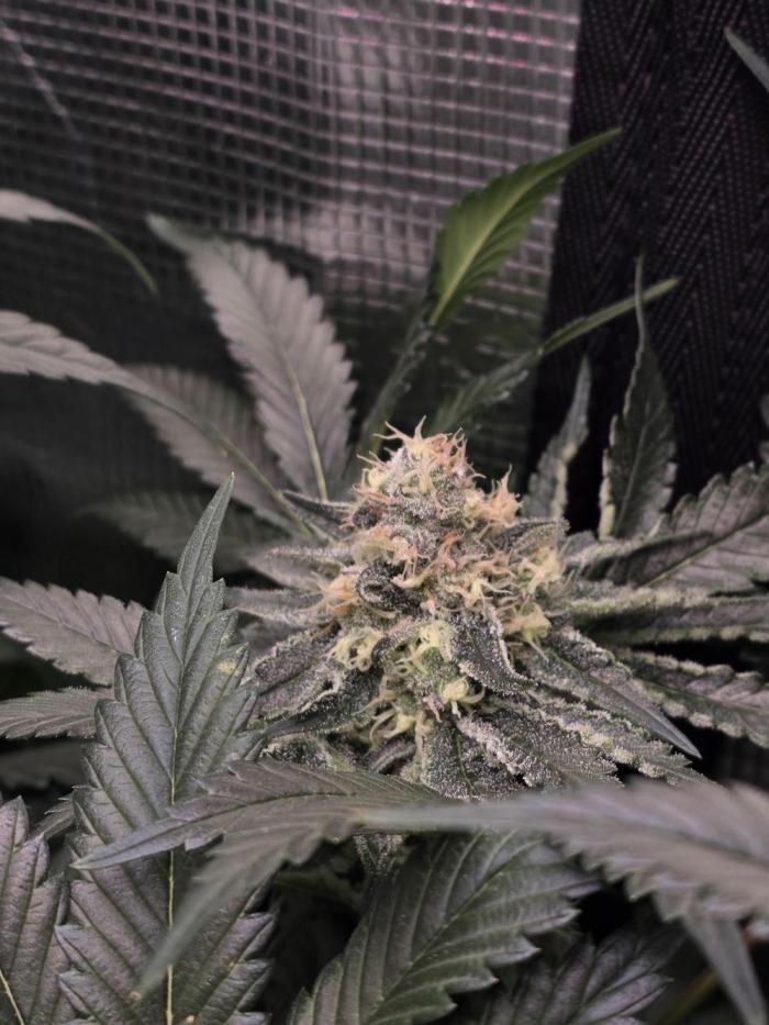 grow_diaries's tweet photo. 🍣🌿 Omakase
by @shugaseeds 

Run by McBubatz — strong engagement and a well-fed run

Nutrient lineup:
• Bio Tabs
• Plant Success
• Advanced Nutrients

Sometimes the chef really does know best.
