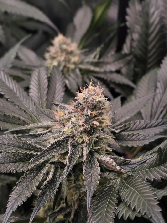 grow_diaries's tweet photo. 🍣🌿 Omakase
by @shugaseeds 

Run by McBubatz — strong engagement and a well-fed run

Nutrient lineup:
• Bio Tabs
• Plant Success
• Advanced Nutrients

Sometimes the chef really does know best.