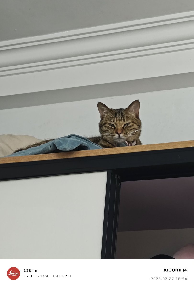 养这只猫导致的