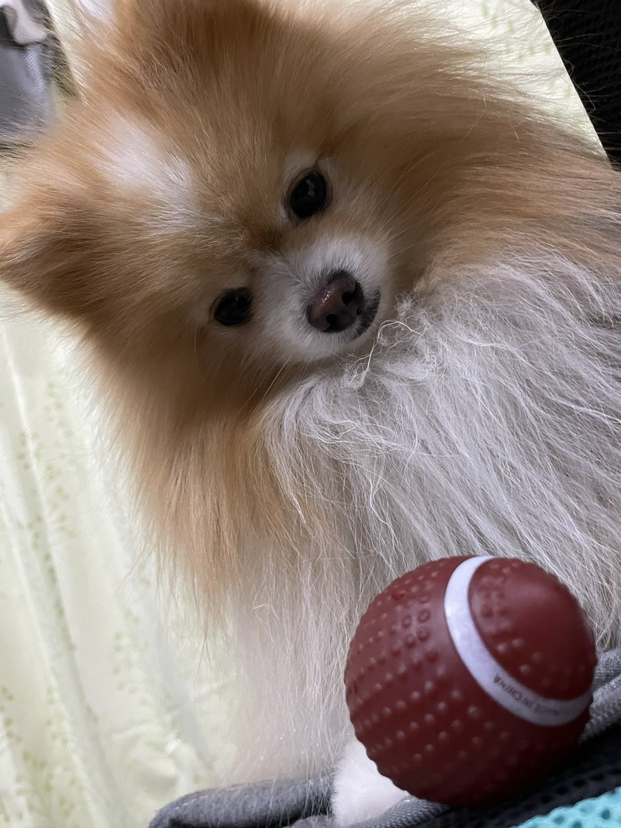 ぽてと@ポメラニアン tweet media