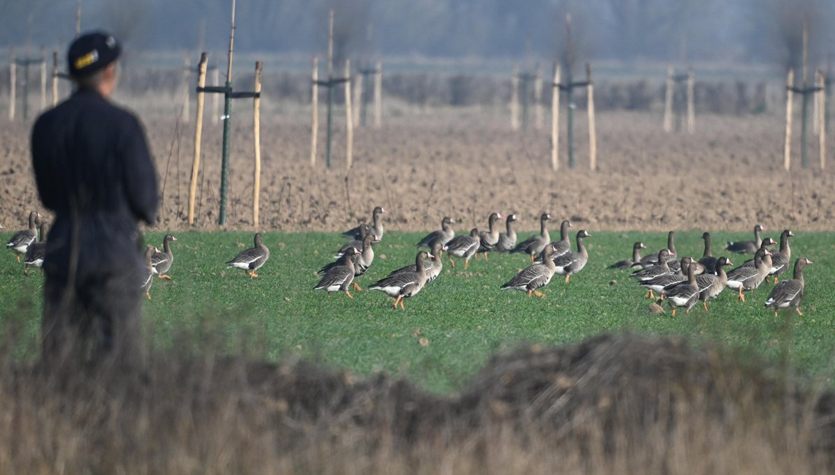 Ben Koks tweet media