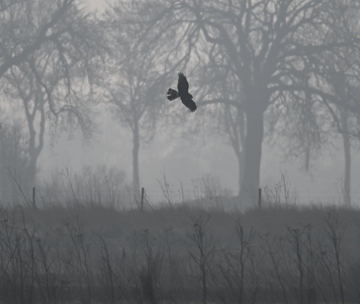 Ben Koks tweet media