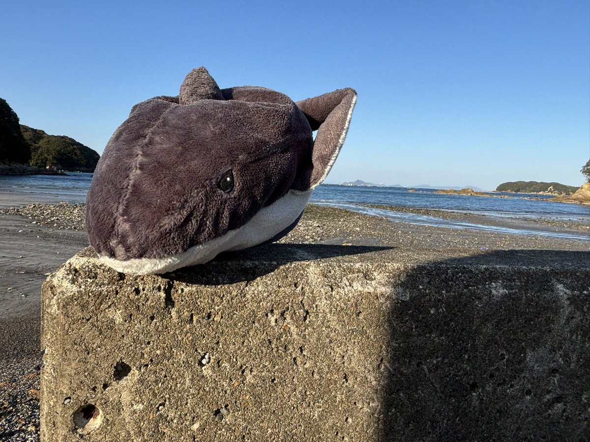 same4bros's tweet photo. 海風強すぎて思わずころころりん🦈💨 https://t.co/vjlht3wRpQ