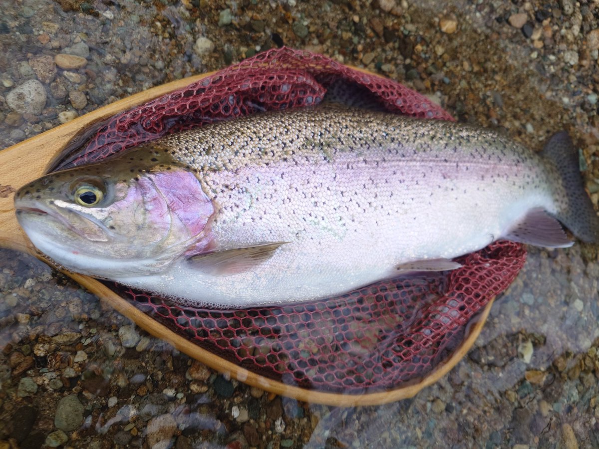Kyunosuke3's tweet photo. シーズン初荒雄へ🎣
相変わらずめちゃ元気で大暴れ。
ロッドがギャンギャンブチ曲がり🎣
良きシーズン開幕を飾りました🙆‍♀️
 #オーバーシーズ58
 #カルテラス https://t.co/7aGlzwNzKh