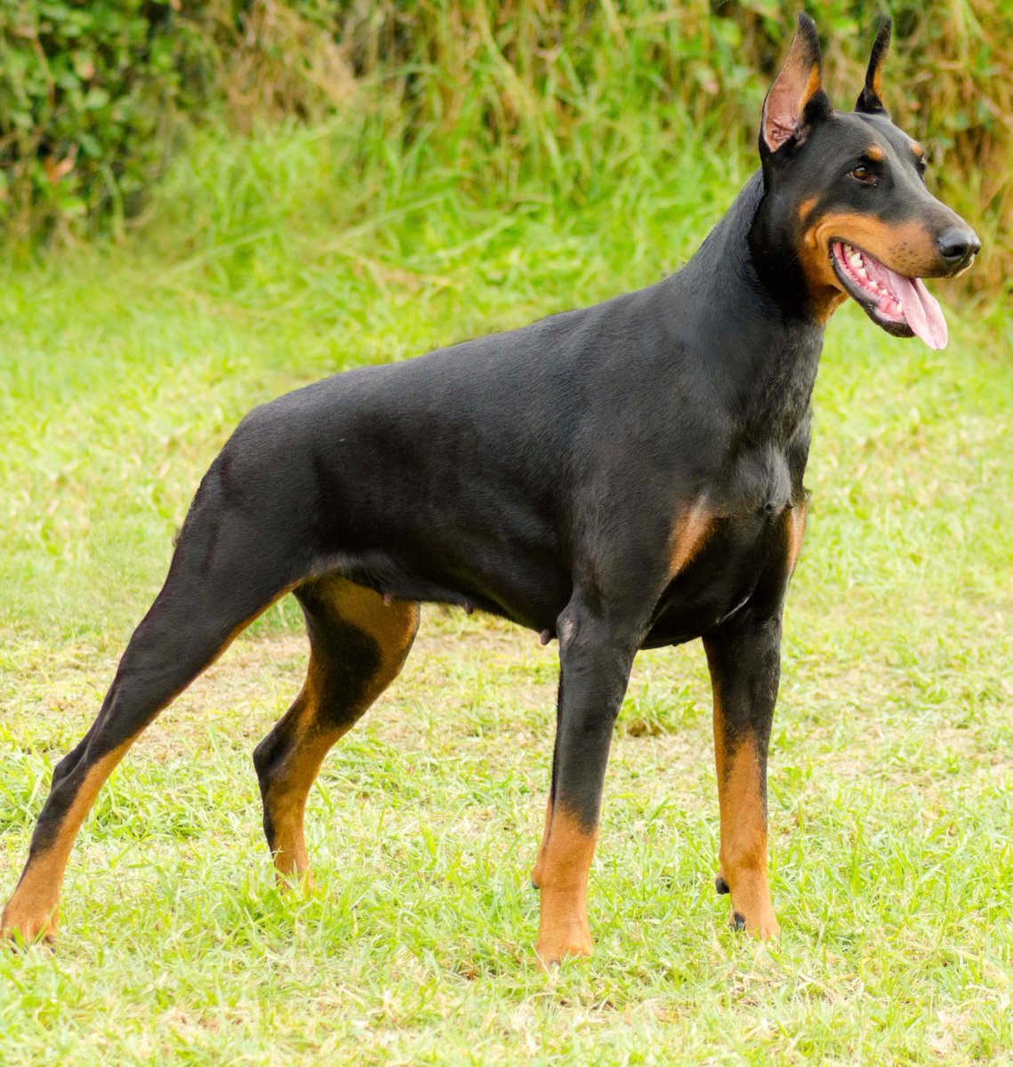 Dogman1013's tweet photo. If you’re a fan of German dogs, we need to be following each other. https://t.co/W4v60XGJ4P