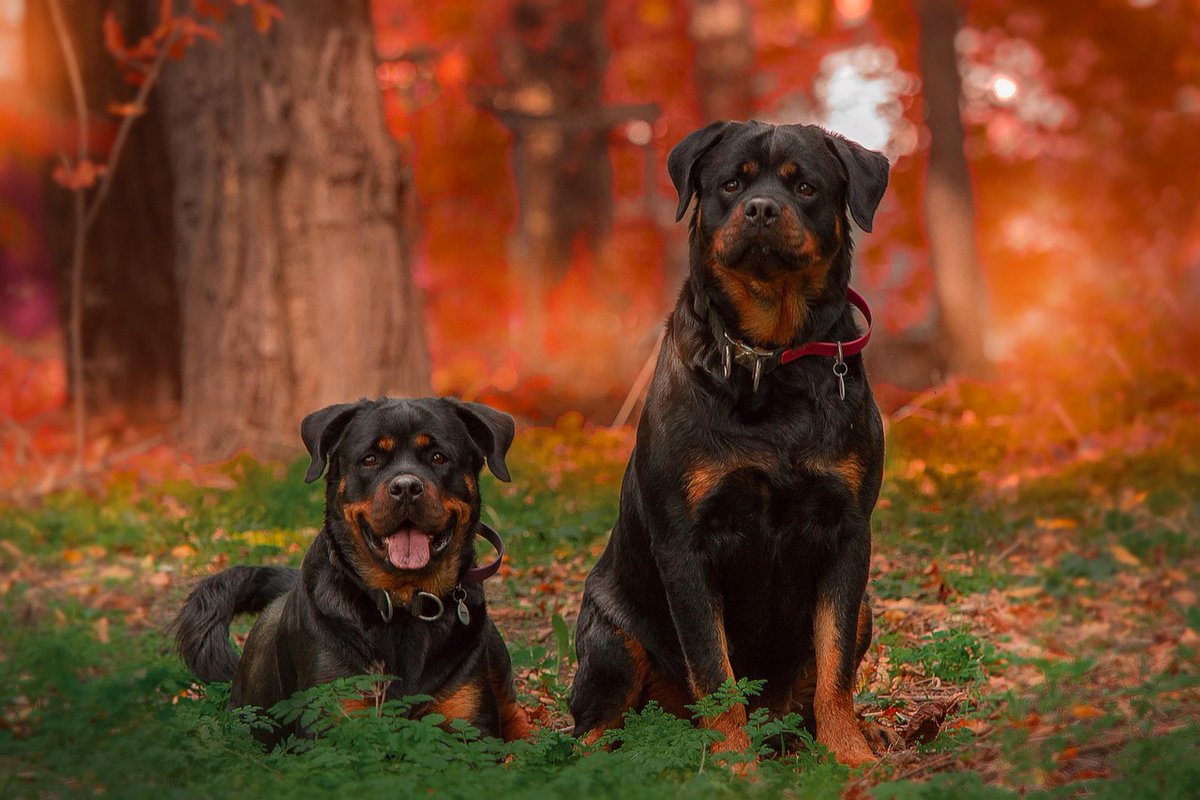 Dogman1013's tweet photo. If you’re a fan of German dogs, we need to be following each other. https://t.co/W4v60XGJ4P
