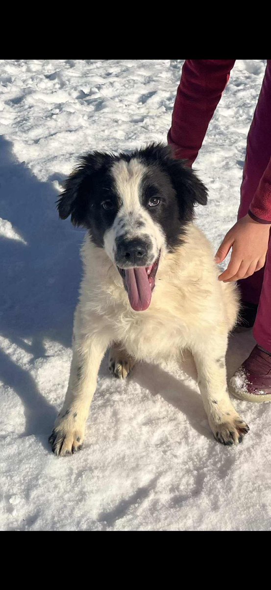 Rescue dogs for rehoming tweet media