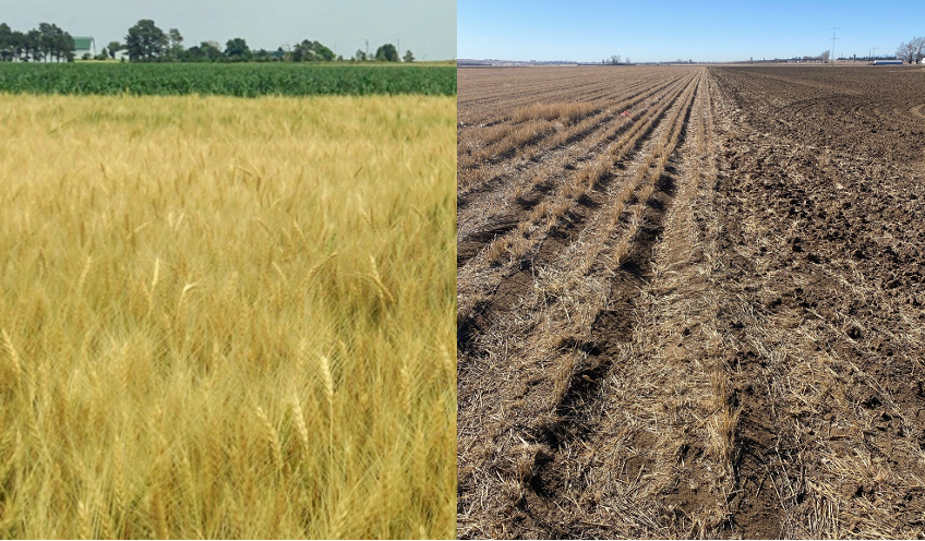 Foundation for Food & Agriculture Research (FFAR) tweet media