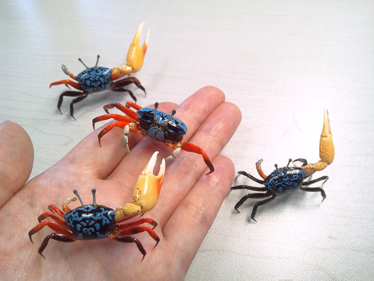 魚道部!/ 剥製師 力石眞弘 (チカライシ マサヒロ) tweet media