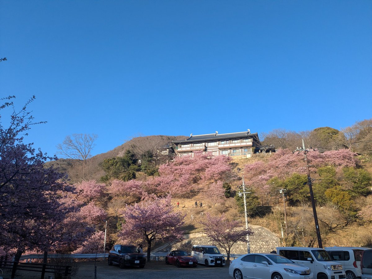 shiroto1's tweet photo. 孔雀もお参り河津桜咲き乱れる北関東　#雨引観音 https://t.co/itobwMVrX2