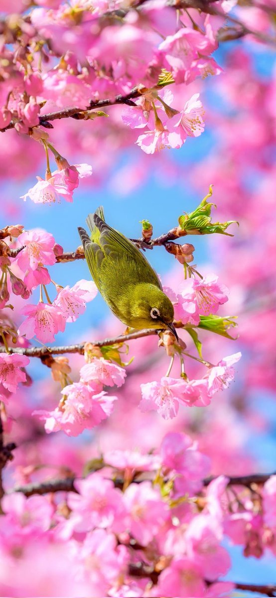 César Hernando Castellanos Orozco tweet media