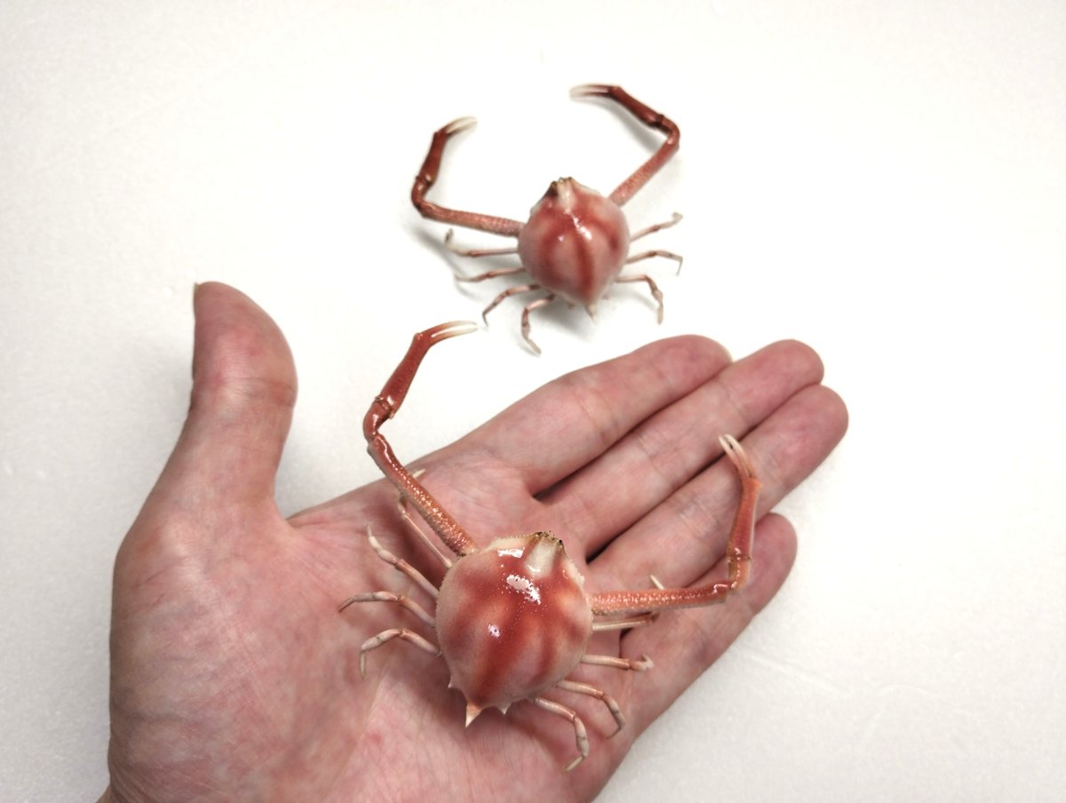 魚道部!/ 剥製師 力石眞弘 (チカライシ マサヒロ) tweet media