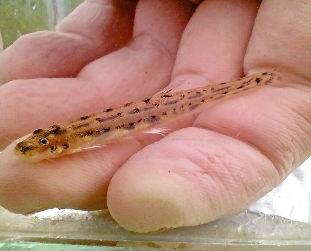 Fish in the News tweet media