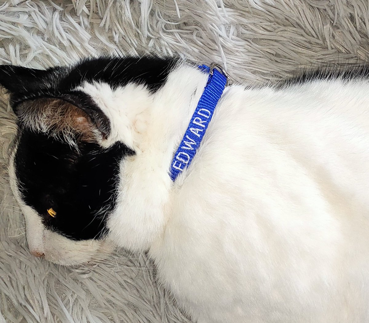 SewingLadiesCat's tweet photo. Morning all my furry friends. Mom made this personalised Cat Collar with my Name Embroidered onto it😻
Fancy your own collar, here link https://t.co/lCEElwgPGR
#cats #catlovers #personalisedgifts #embroidery https://t.co/o95Nw3JRRy