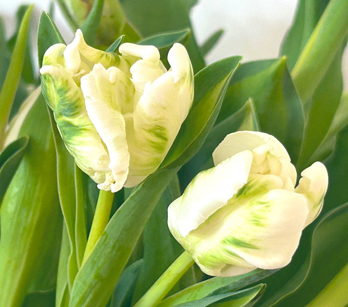 Svetlana tweet media